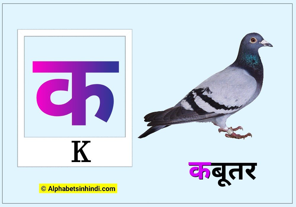 क से कबूतर
