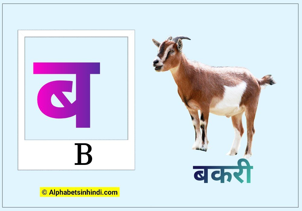 ब से बकरी