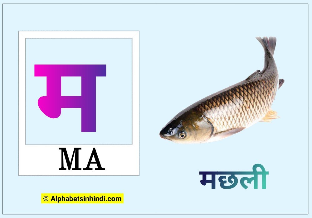 म से मछली