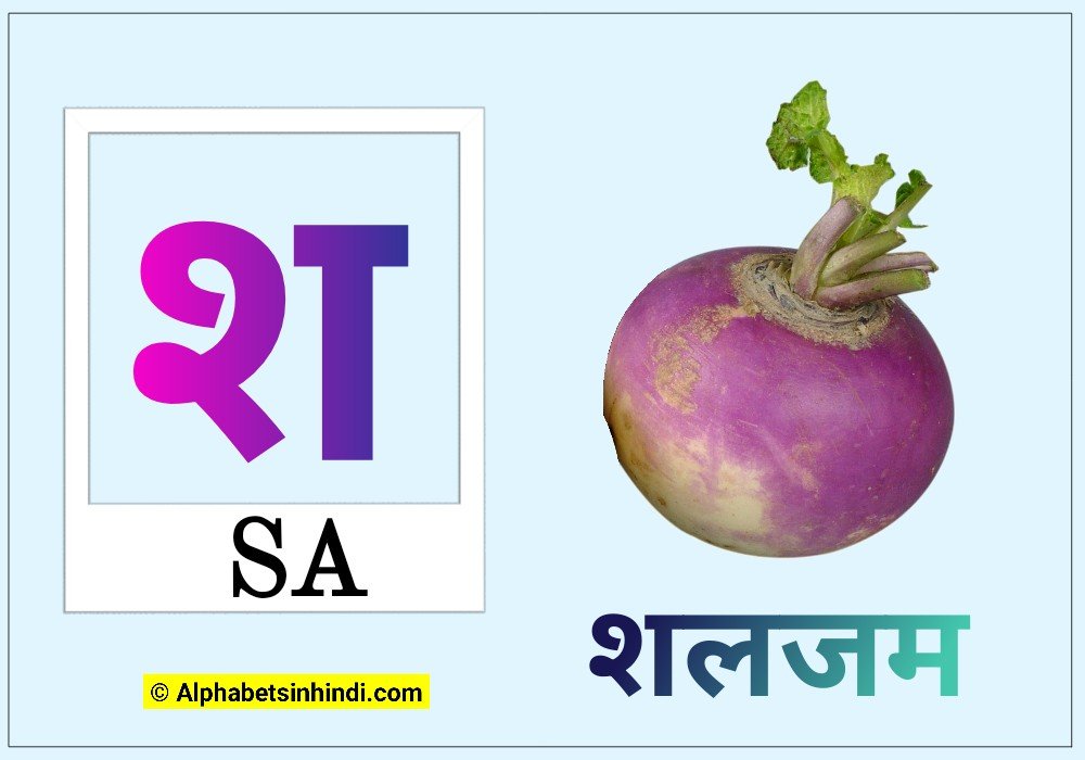 श से शलजम